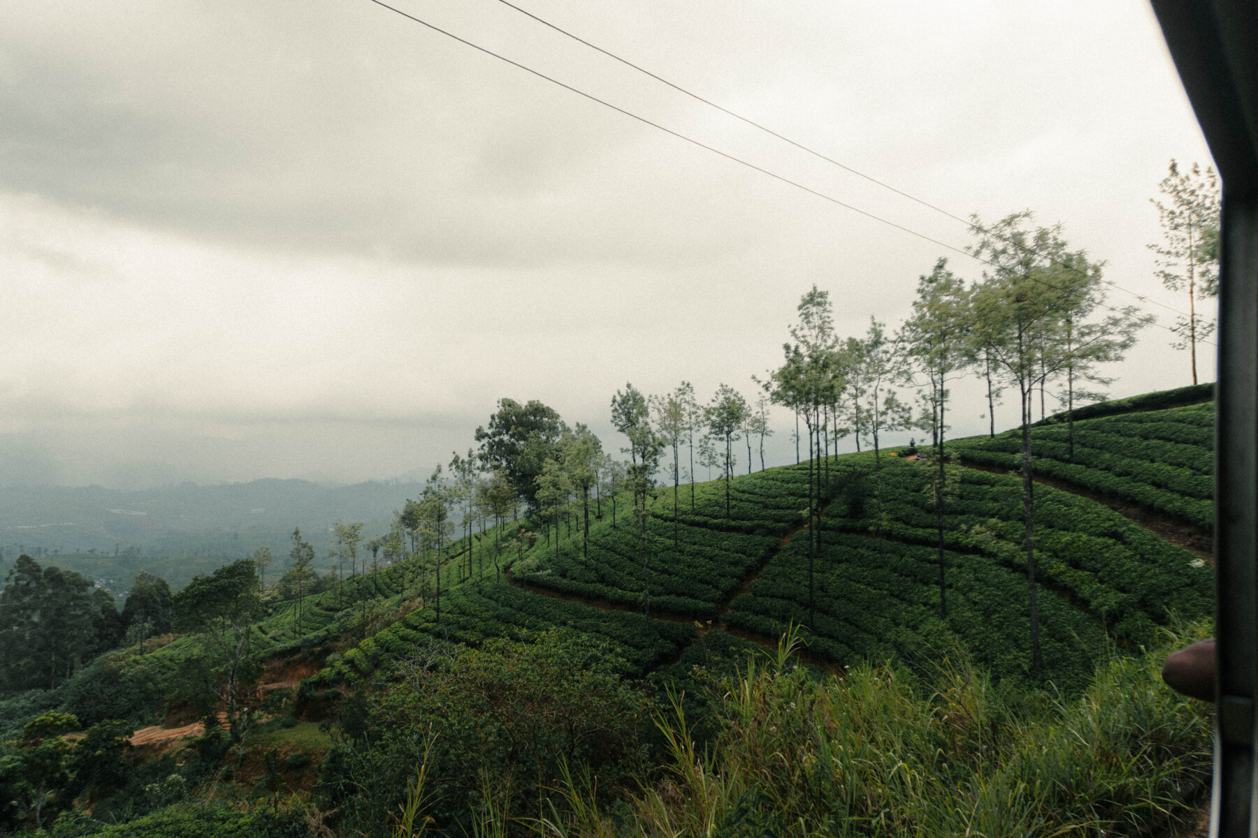 Tea plantations in Sri Lanka. Photo by Victoria Garcia Martinez & Emanuele Vignoli ( @victo_somewhere & @ema_outsider )